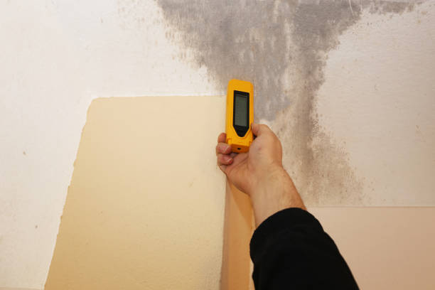 Best Basement Mold Removal  in Winnsboro Mills, SC