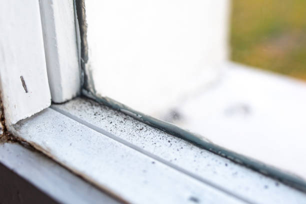 Best Industrial Mold Remediation  in Winnsboro Mills, SC