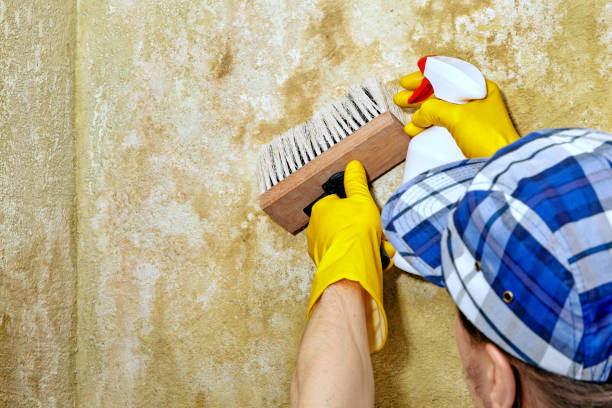 Best Mold Prevention Services  in Winnsboro Mills, SC