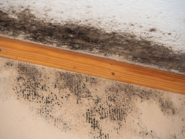 Best Black Mold Removal  in Winnsboro Mills, SC