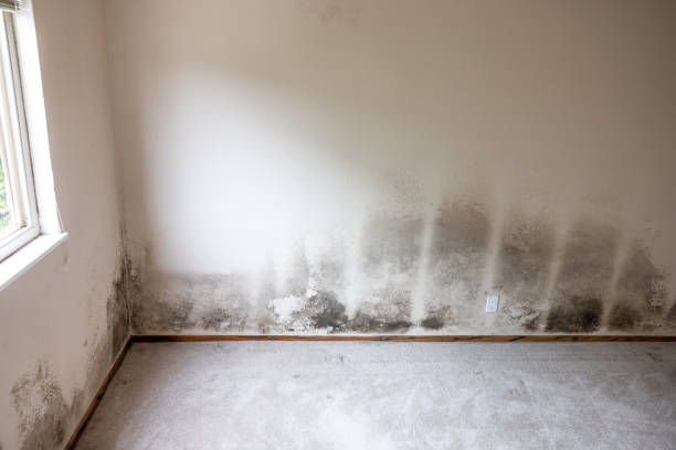 Mold Odor Removal Services in Winnsboro Mills, SC