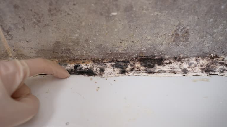 Best Biohazard Mold Removal  in Winnsboro Mills, SC