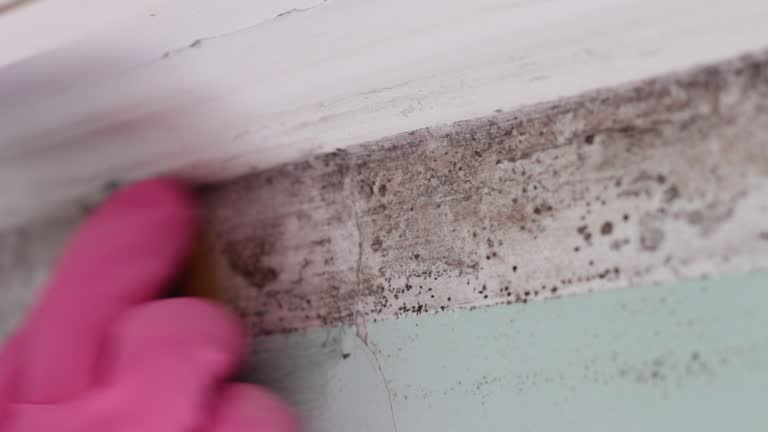 Reliable Winnsboro Mills, SC Mold Removal Solutions
